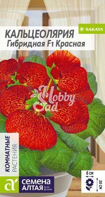Цветы Кальцеолярия Красная гибридная (5 шт) Семена Алтая Комнатные
