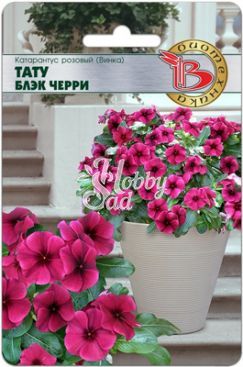 Цветы Катарантус розовый (Винка) Тату Блэк Черри (8 шт) Биотехника
