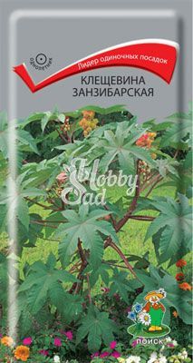 Цветы Клещевина Занзибарская декоративная (3 гр) Поиск