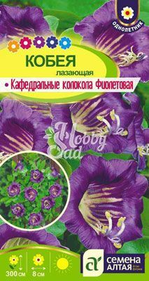 Цветы Кобея Кафедральные колокола фиолетовая (5 шт) Семена Алтая серия Вьющиеся растения