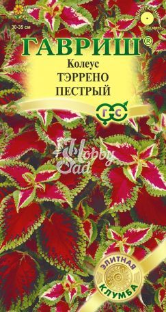 Цветы Колеус Тэррено пестрый (5шт)