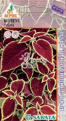 Цветы Колеус Файвей Рубин (10 шт) Агрос