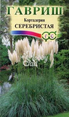 Цветы Кортадерия Серебристая (Пампасная трава) (0,01 г) Гавриш 