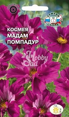 Цветы Космея Мадам Помпадур бипиннатус махровая бордовая (0,04 г) Седек