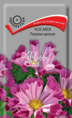 Цветы Космея Ракушка красная (0,1 г) Поиск