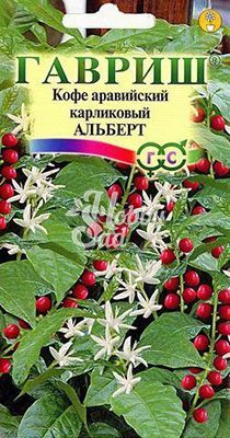 Цветы Кофе аравийский карликовый Альберт (5 шт) Гавриш 