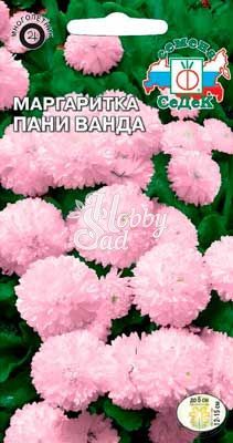 Цветы Маргаритка Пани Ванда (многолетняя, розовая) (0,05 г) Седек