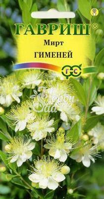 Цветы Мирт Гименей (5 шт) Гавриш 
