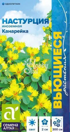 Цветы Настурция Канарейка иноземная вьющаяся (0,5 гр) Семена Алтая серия Вьющиеся растения