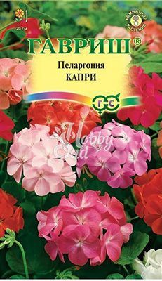 Цветы Пеларгония Капри F2 зональная (4 шт) Гавриш 