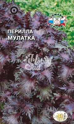 Цветы Перилла Мулатка (0,1 г) Седек