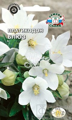 Цветы Платикодон Блюз (крупноцветковый, белый) (0,1г) Седек