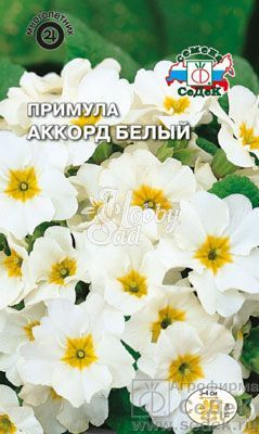 Цветы Примула Аккорд белый (бесстебельная) (5 шт) Седек