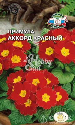 Цветы Примула Аккорд красный (бесстебельная) (5 шт) Седек