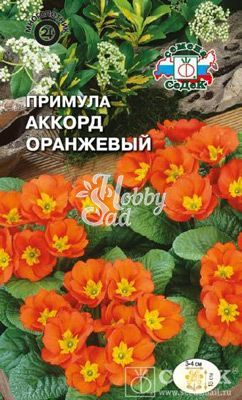 Цветы Примула Аккорд оранжевый (бесстебельная) (5 шт) Седек