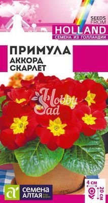 Цветы Примула Аккорд Скарлет (5 шт) Семена Алтая