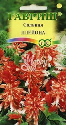 Цветы Сальвия Плейона карликовая (5 шт) Гавриш 