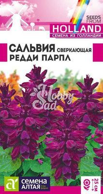 Цветы Сальвия Редди Парпл сверкающая (5 шт) Семена Алтая