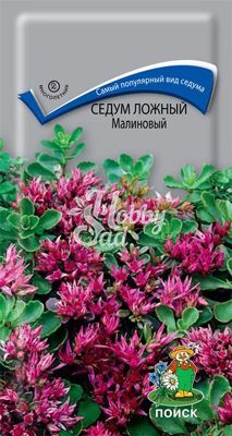Цветы Седум (Очиток) ложный Малиновый (0,01 г) Поиск