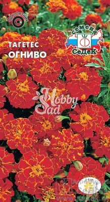 Цветы Тагетес Огниво (0,25 г) Седек