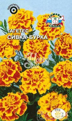Цветы Тагетес Сивка-Бурка (0,2 г) Седек