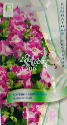Цветы Торения Мармелад Малиновый (5 шт) Поиск Комнатные