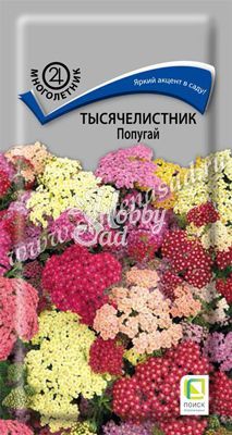 Цветы Тысячелистник Попугай  (10 шт) Поиск