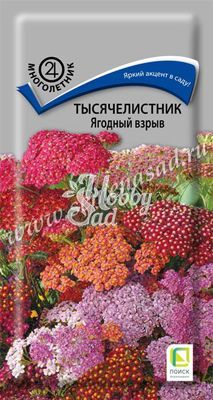 Цветы Тысячелистник Ягодный взрыв (10 шт) Поиск
