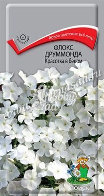 Цветы Флокс Красотка в белом друммонда (0,1 г) Поиск