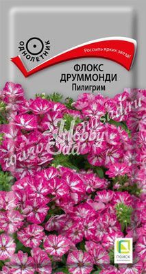 Цветы Флокс Пилигрим друммонди (0,1 г) Поиск