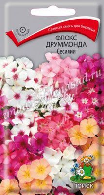 Цветы Флокс Сесилия друммонда (0,3 г) Поиск