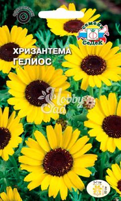 Цветы Хризантема Гелиос (0,5 г) Седек
