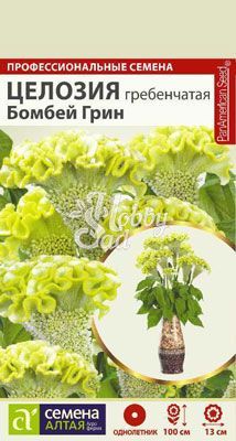 Цветы Целозия Бомбей Грин гребенчатая (3 шт) Семена Алтая