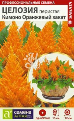 Цветы Целозия Кимоно Перистая Оранжевый закат (10 шт) Семена Алтая