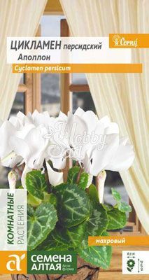Цветы Цикламен Аполлон персидский махровый (3 шт) Семена Алтая Комнатные