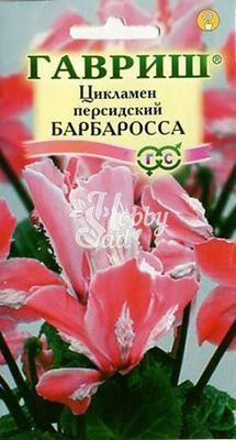 Цветы Цикламен Барбаросса персидский (3 шт) Гавриш