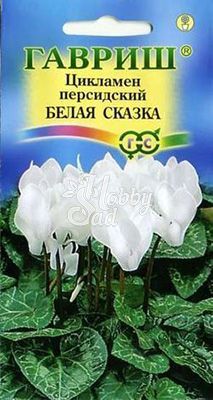 Цветы Цикламен Белая сказка персидский (3 шт) Гавриш 