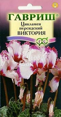 Цветы Цикламен Виктория персидский (3 шт) Гавриш 
