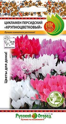 Цветы Цикламен Крупноцветковый персидский комнатный (5 шт) Русский Огород