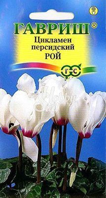 Цветы Цикламен Рой персидский (3 шт) Гавриш