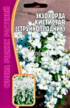 Цветы Экзохорда кистистая (струнноплодник) (7 шт) ЭКЗОТИКА