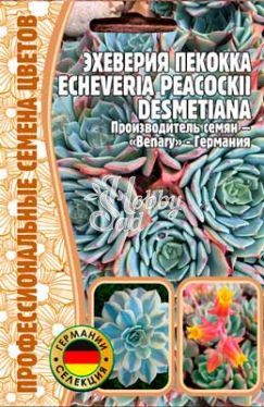 Цветы Эхеверия Пекокка (Benary) (5 шт) ЭКЗОТИКА