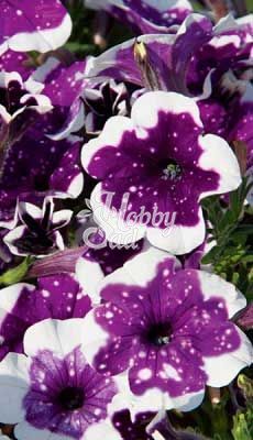 ПРЕДЗАКАЗ! Петуния AlpeTunia Glacier Sky укорененные черенки