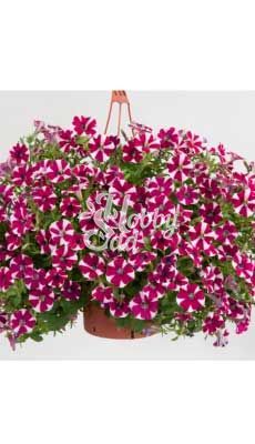 ПРЕДЗАКАЗ! Петуния Cascadias Bicolor Cabernet укорененные черенки