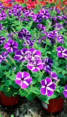ПРЕДЗАКАЗ! Петуния Cascadias Purple Gem укорененные черенки