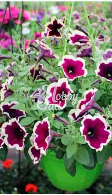 ПРЕДЗАКАЗ! Петуния Cascadias Rim Magenta укорененные черенки