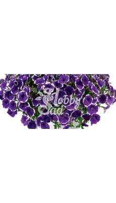ПРЕДЗАКАЗ! Петуния Cascadias Rim Violet Imp укорененные черенки