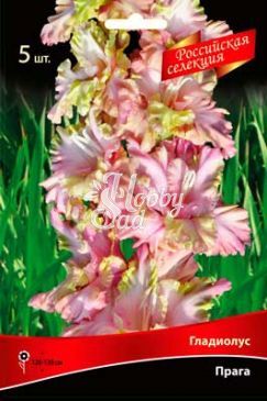 Гладиолус Прага 10-12 (5шт ) Поиск
