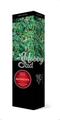 Бузина черная Варигата Люкс Поиск