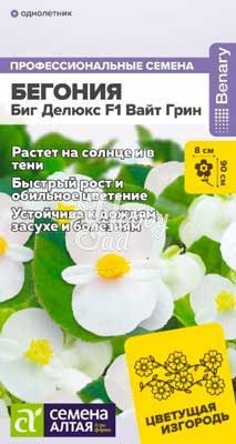 Цветы Бегония Биг Делюкс  F1 Вайт грин (3 шт) Семена Алтая НОВИНКА!